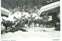 Ruhpolding-Wildfuetterung-Seehaus-1955