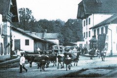 Viehtrieb-durch-die-Heutau-um-1915-links-die-Saege-rechts-der-Gasthof-Knerr-mit-Brauerei