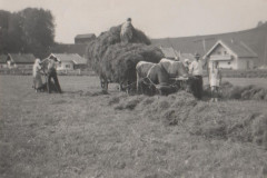 Ochsenfuhrwerk-in-der-Gamm