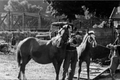 Traunstein-Haflingermarkt-1960-b